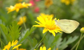 芬可以组什么词 芬的组词有哪些