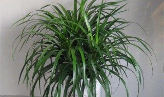 龙血树忌什么属相 龙血树什么属相的人不适合养