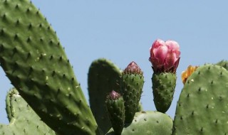 仙人掌如何繁殖？ 仙人掌繁殖的步骤