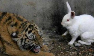 虎和兔相配吗 虎和兔相不相配