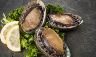 鲍鱼属于什么动物 鲍鱼的动物属性