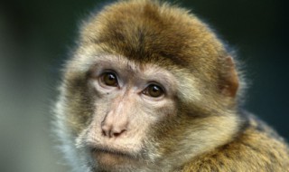 1956年属什么生肖 56年是属什么生肖