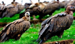 鹫鹰的意思 鹫鹰的含义