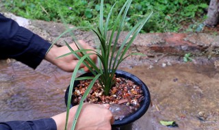 兰花换盆后什么时间浇水 兰花换盆后多久可以浇水