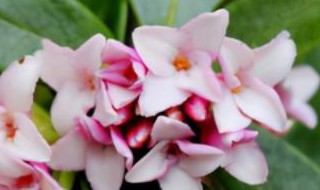 瑞香花可以在室内养吗 瑞香花是否可以在室内养