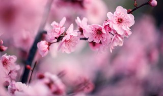 文中梅花的秉性是什么意思 文中梅花的秉性指的是什么呢