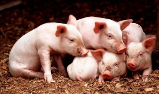 猪展是什么 猪展是猪的哪个部位