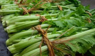 芥菜又叫什么菜 芥菜长什么样子