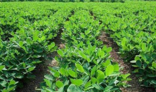 种花生的方法步骤 种花生的方法是什么