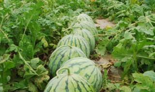 西瓜种植技术方法 西瓜种植的技巧