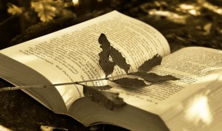 农低是什么 农低解释