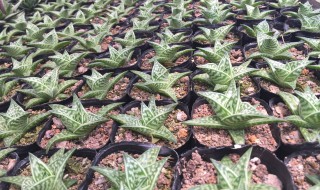 翠花掌的养殖方法和注意事项 翠花掌如何养植