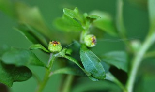 鹅不食是什么草 鹅不食草的作用