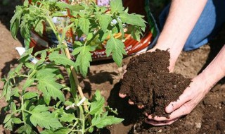 双硫基复合肥什么意思 什么是双硫基复合肥