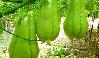 佛手瓜怎样保存不烂 佛手瓜的保存技巧