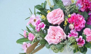 千代兰怎么养 千代兰如何养殖