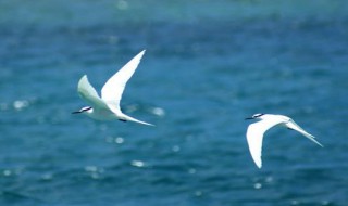 海燕是什么 海燕简单介绍