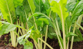 芥菜种植技术方法 芥菜种植的技巧