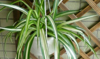 吊兰的养殖方法和注意事项大全 吊兰如何养殖