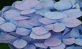 无尽夏新娘花语 无尽夏新娘花语是什么