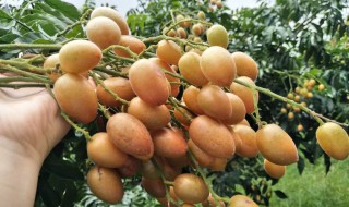 黄皮的皮可以吃吗 黄皮的皮可不可以吃