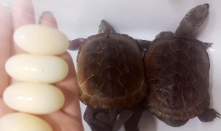 草龟蛋可以吃吗有什么功效 草龟蛋作用