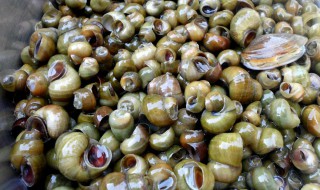 田螺怎么做容易吸出来 田螺怎么炒才好吸出来