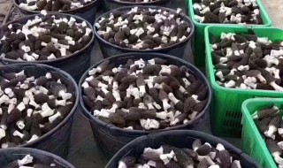 新鲜羊肚菌如何处理 如何处理新鲜羊肚菌