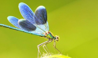 蜻蜓拼音 蜻蜓拼音简介