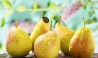 川贝蒸梨的做法及功效 关于川贝蒸梨的做法及功效