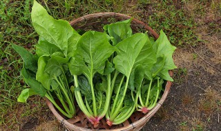 菠菜面的制作方法 菠菜面的烹饪方法