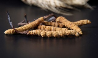 吃虫草的禁忌 吃虫草有什么禁忌吗