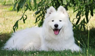 养萨摩耶的禁忌 养萨摩耶的禁忌是什么