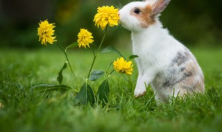 兔肉的功效与作用禁忌 兔肉有什么功效呢