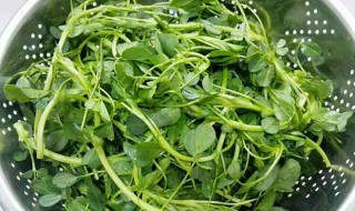 苜蓿菜的做法大全 苜蓿菜怎么做好吃