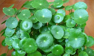 金钱草的副作用及禁忌 金钱草有什么副作用及禁忌