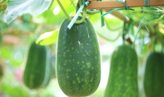 北瓜的吃法和做法大全 北瓜的吃法和做法大全有哪些