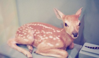 有鹿的清新小短句 含有鹿的清新小短句