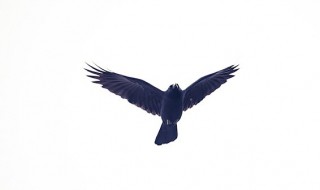 听到乌鸦叫有什么征兆吗 听到乌鸦叫含义