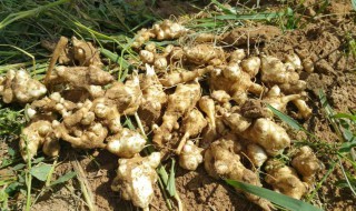 洋姜有几种吃法 洋姜吃法有哪哪些