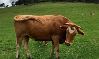 97年属什么生肖 97年生肖是什么