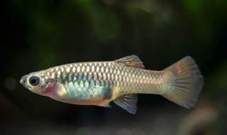 刚出生的小鱼怎么喂养 如何饲养刚出生不久的小鱼