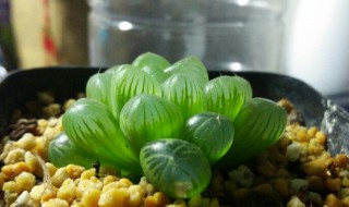 玉露一次闷养多长时间 玉露闷养多久可以见效