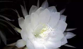 昙花一现的反义词 昙花一现的反义词是什么