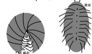 西瓜虫的功效与作用 西瓜虫的功效与作用有哪些