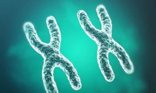 染色体怎么检查 关于染色体的检查