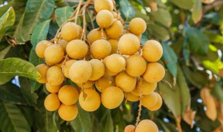 龙眼的主要功效与禁忌 龙眼的功效和禁忌