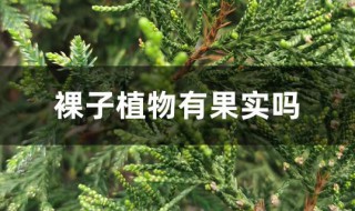 常见的裸子植物 常见的裸子植物介绍
