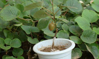 核桃盆栽种植方法 自己也可以种