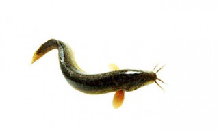 泥鳅的功效与作用吃法 泥鳅长什么样